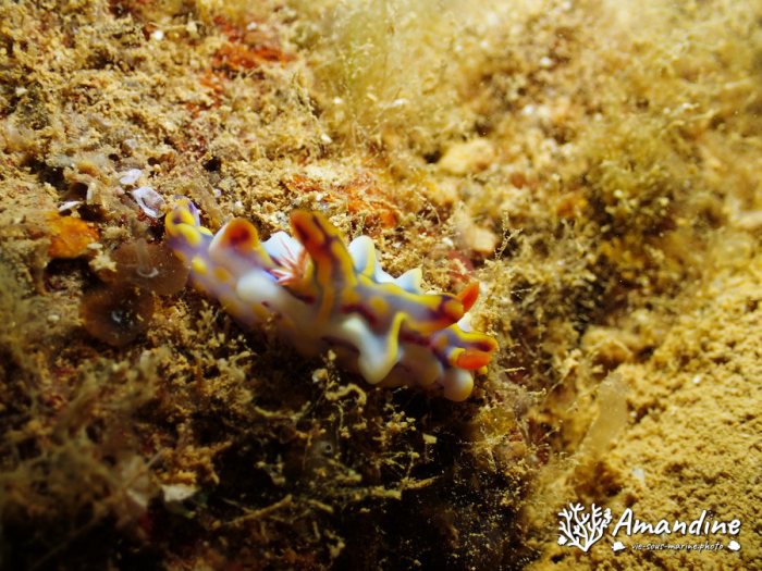 Ceratosoma magnificum