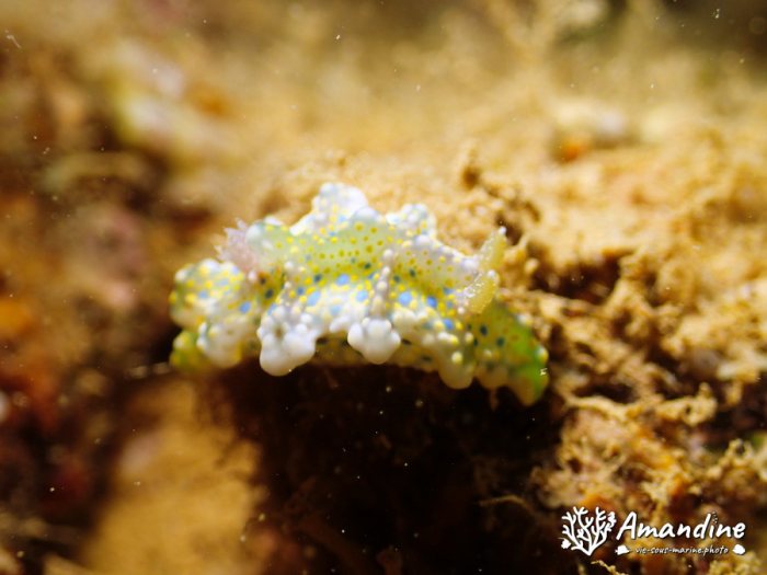 Nudibranche