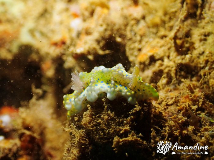 Nudibranche