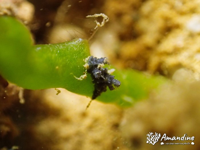 Nudibranche