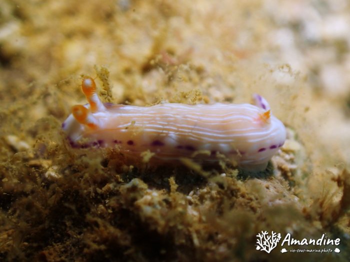 Hypselodoris katharinae