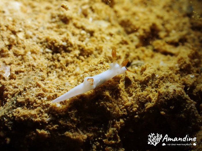 Trapania gibbera