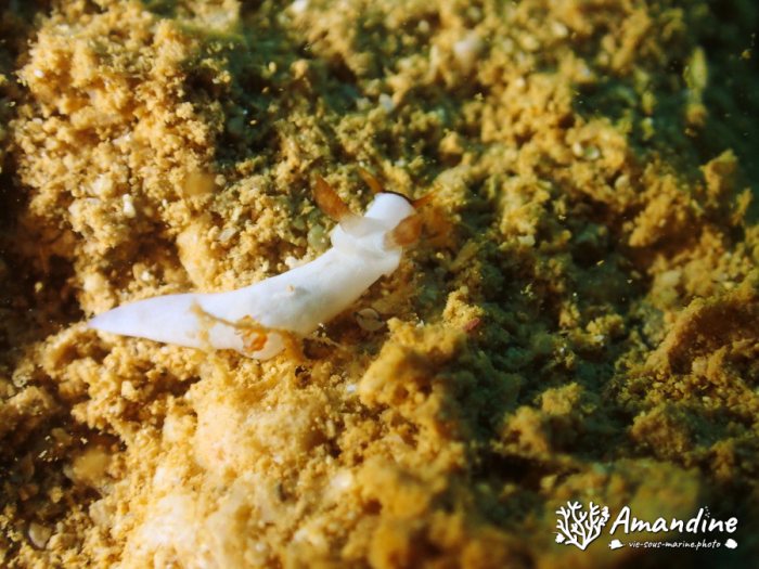 Trapania gibbera