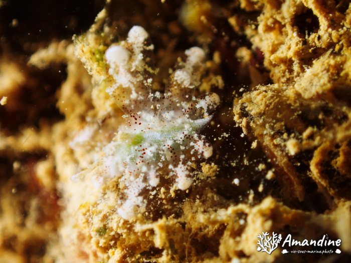Nudibranche