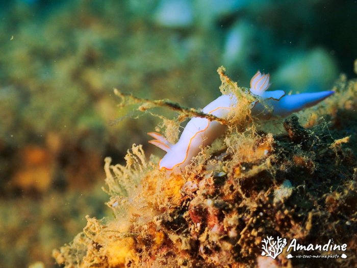 Thorunna furtiva
