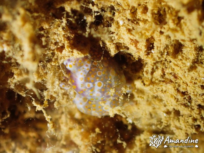 Lamprohaminoea ovalis