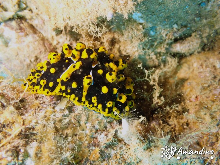 Phyllidia ocellata