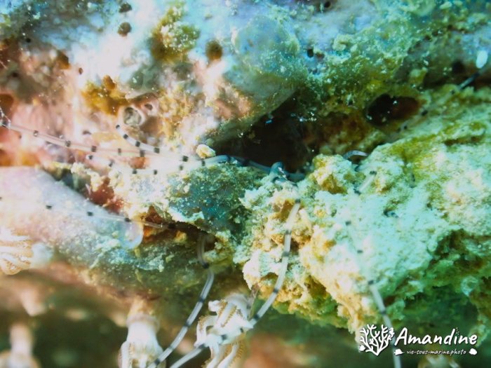 Loimia medusa