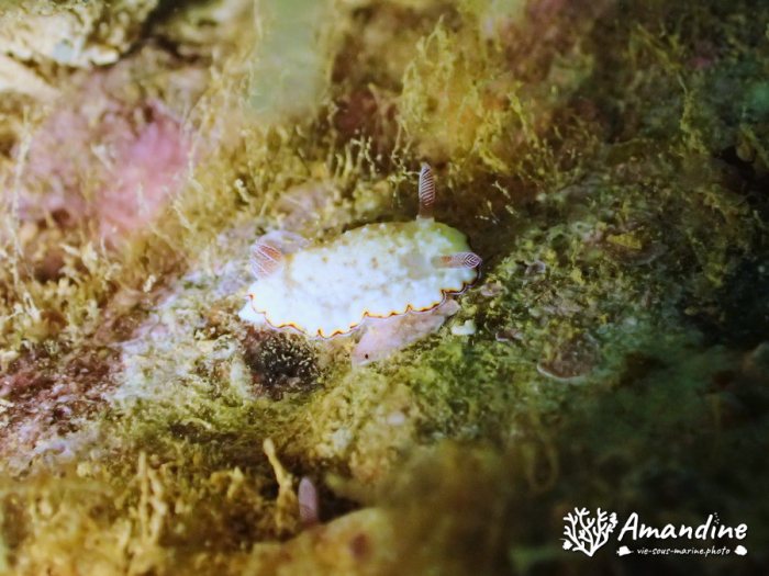 Goniobranchus preciosa