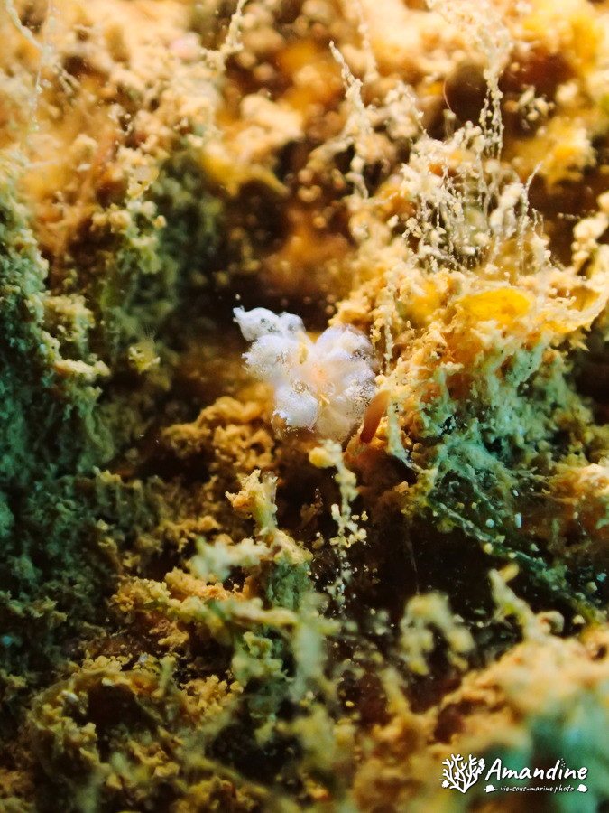 Nudibranche
