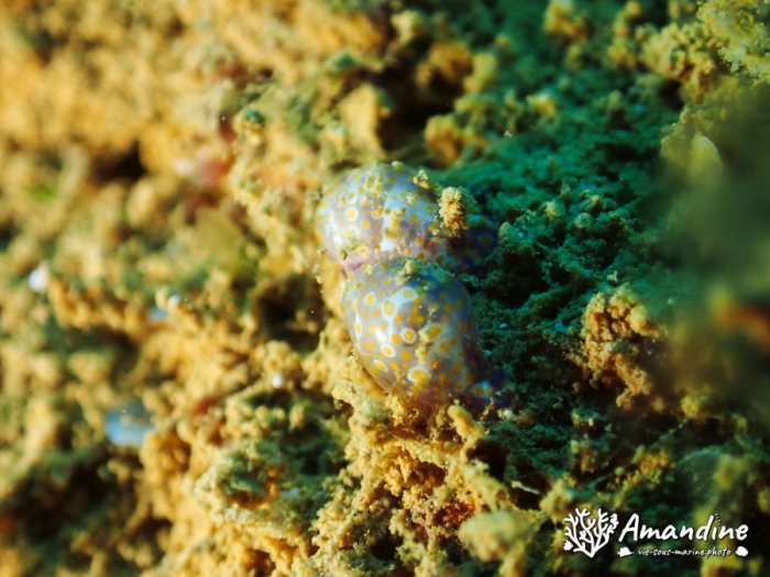 Lamprohaminoea ovalis
