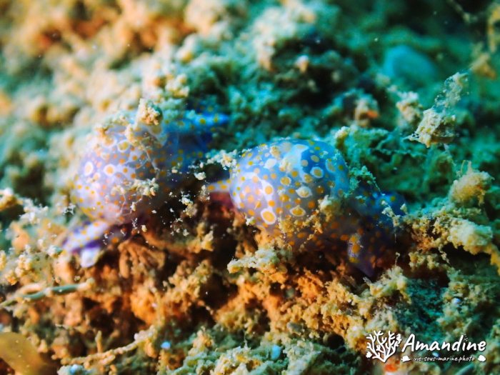 Lamprohaminoea ovalis