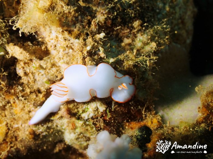 Thorunna furtiva