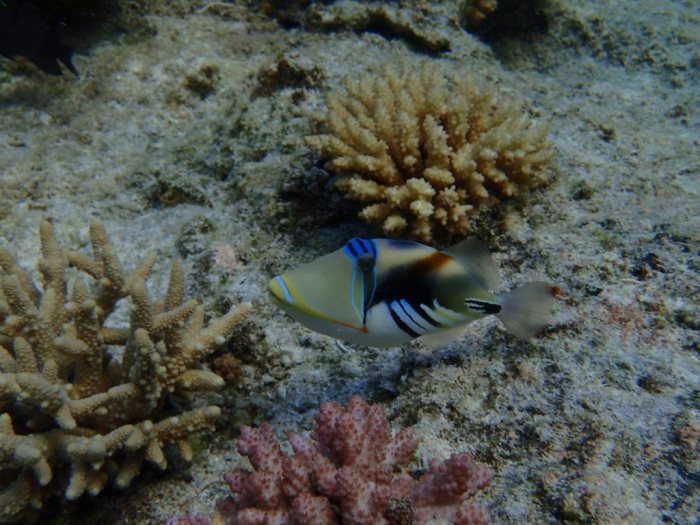 Rhinecanthus aculeatus