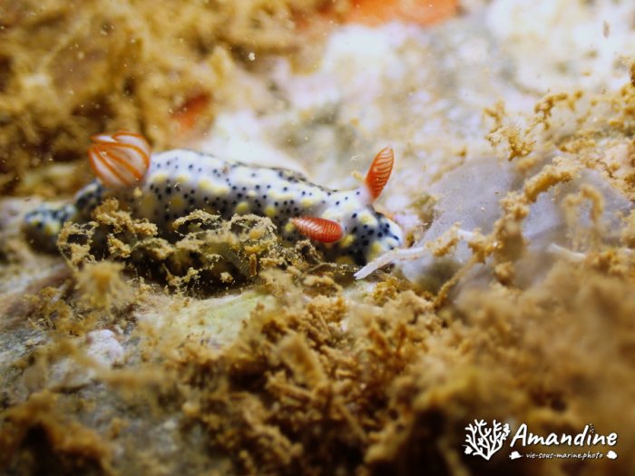 Hypselodoris infucata