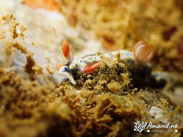 Hypselodoris infucata