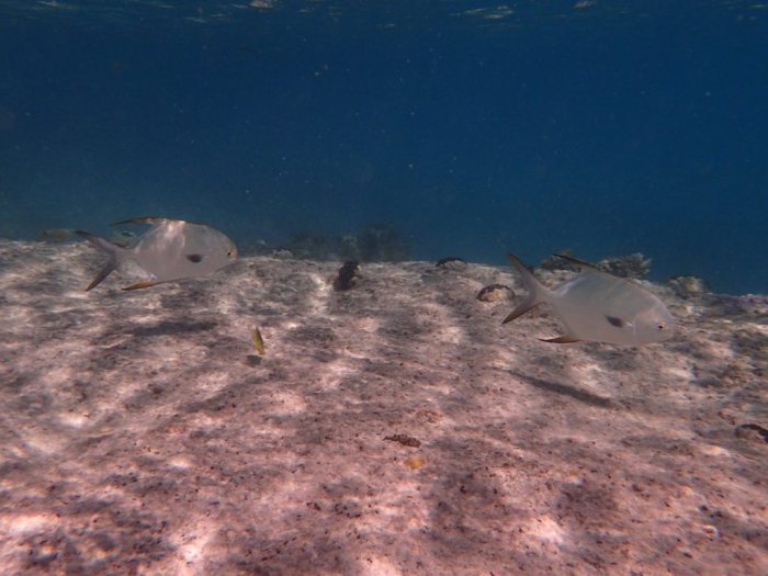 Trachinotus blochii