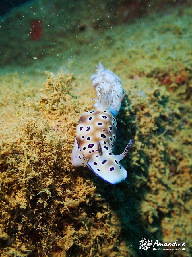 Hypselodoris tryoni