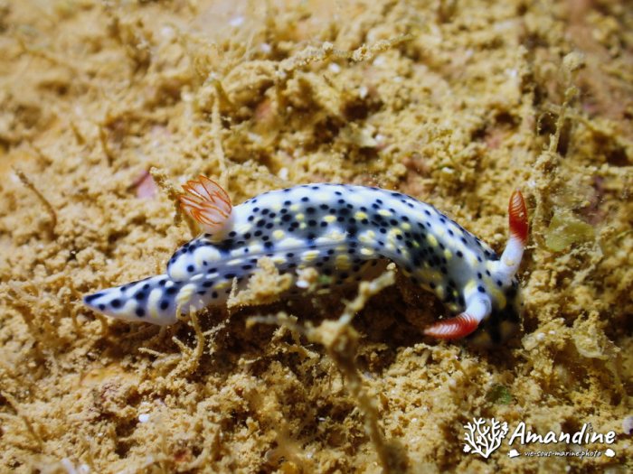 Hypselodoris infucata