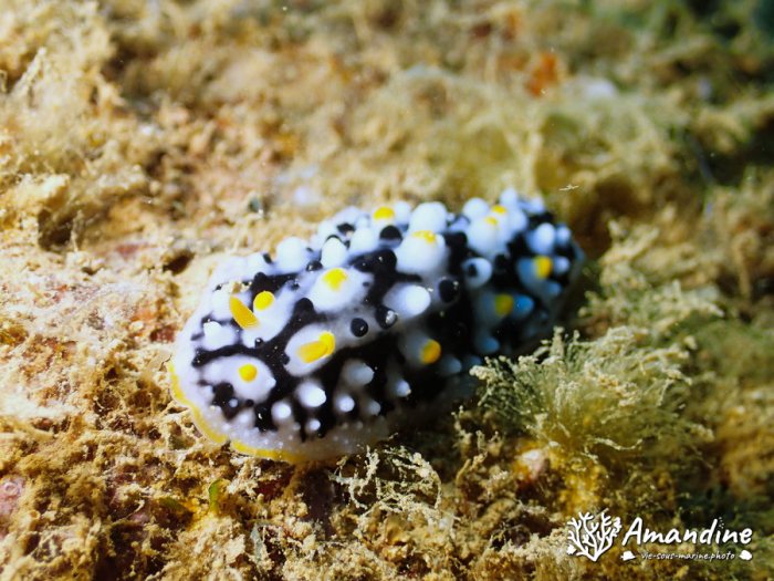 Phyllidia exquisita