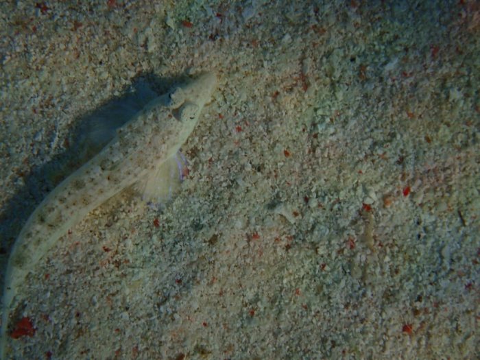 Callionymus rivatoni
