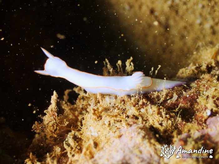 Thorunna furtiva