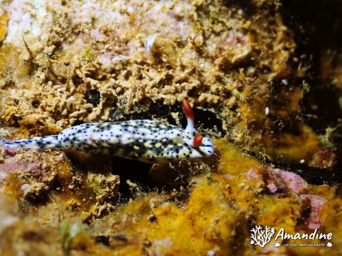 Hypselodoris infucata