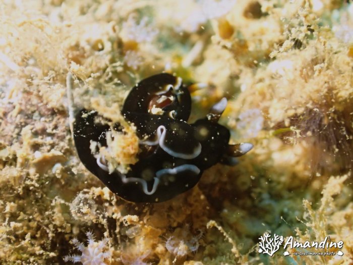 Nudibranche