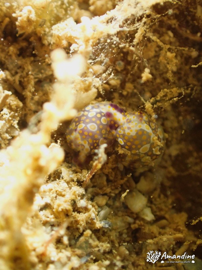 Lamprohaminoea ovalis