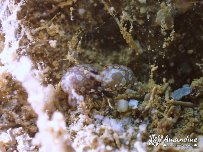 Lamprohaminoea ovalis