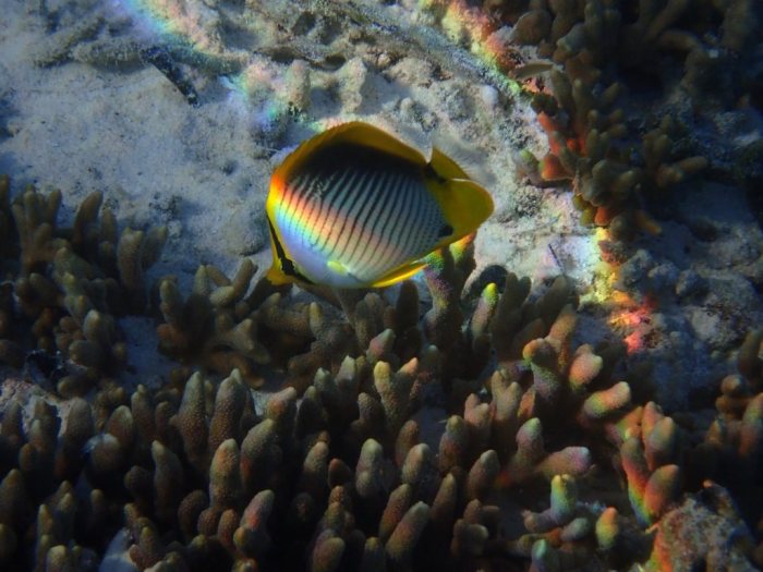 Chaetodon melannotus