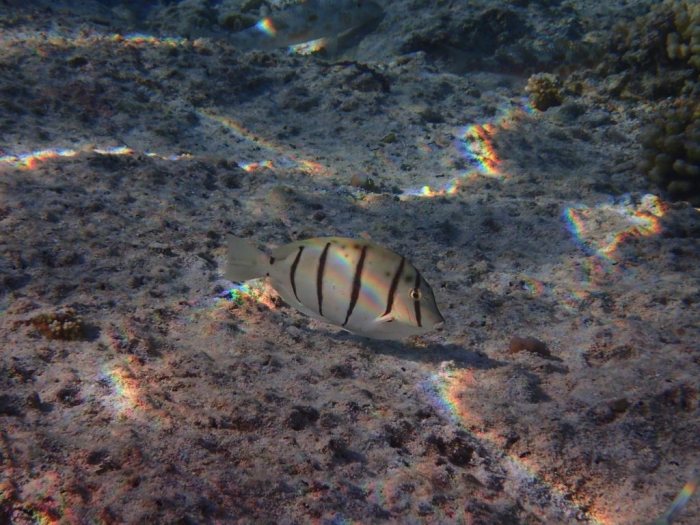 Acanthurus triostegus