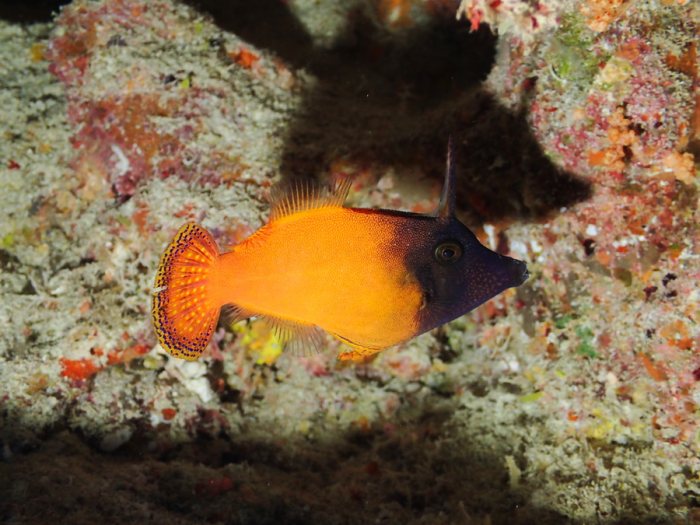 Pervagor melanocephalus