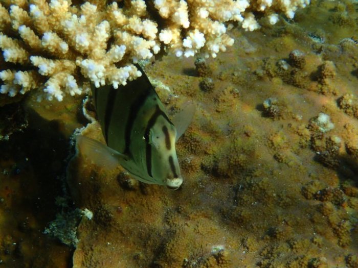 Acanthurus triostegus