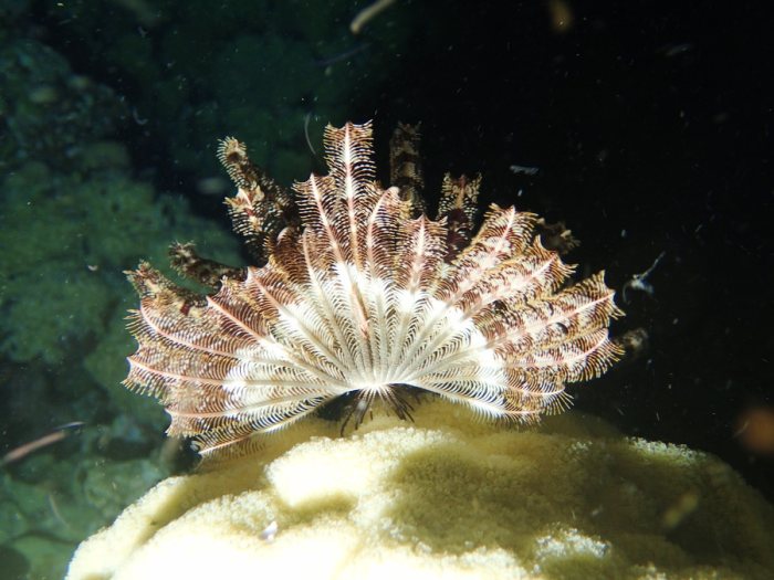 Crinoïde