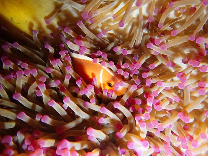 Amphiprion perideraion
