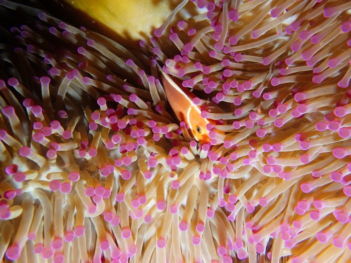 Amphiprion perideraion