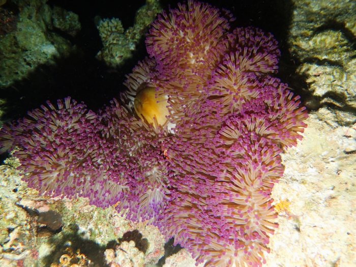 Amphiprion perideraion