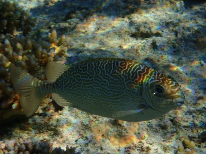 Siganus spinus