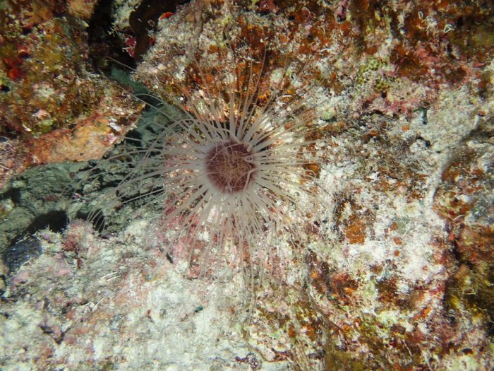 Amphiprion perideraion