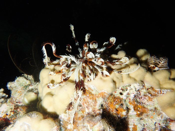 Crinoïde