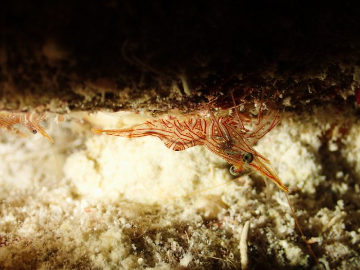 Crevette