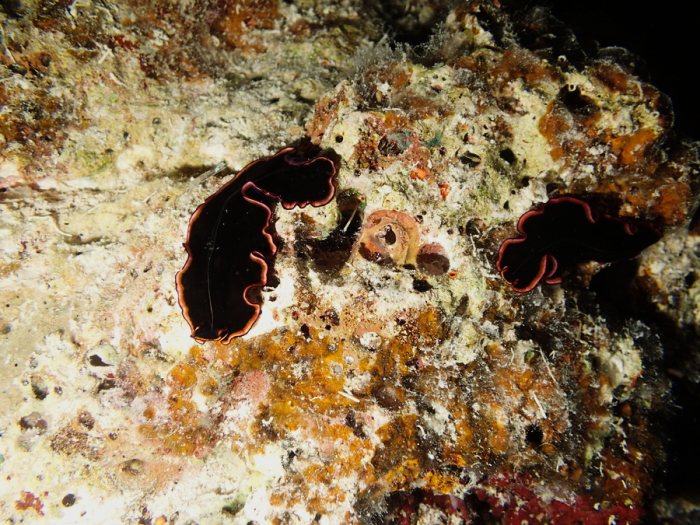 Pseudobiceros gloriosus
