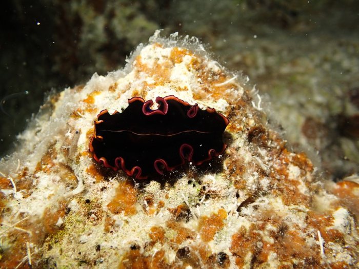 Pseudobiceros gloriosus