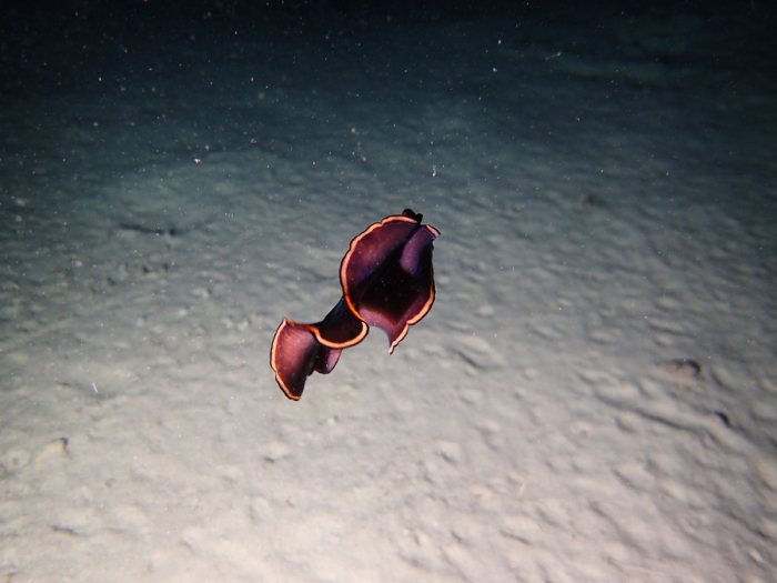 Pseudobiceros gloriosus