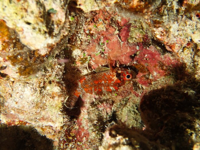 Poissons osseux
