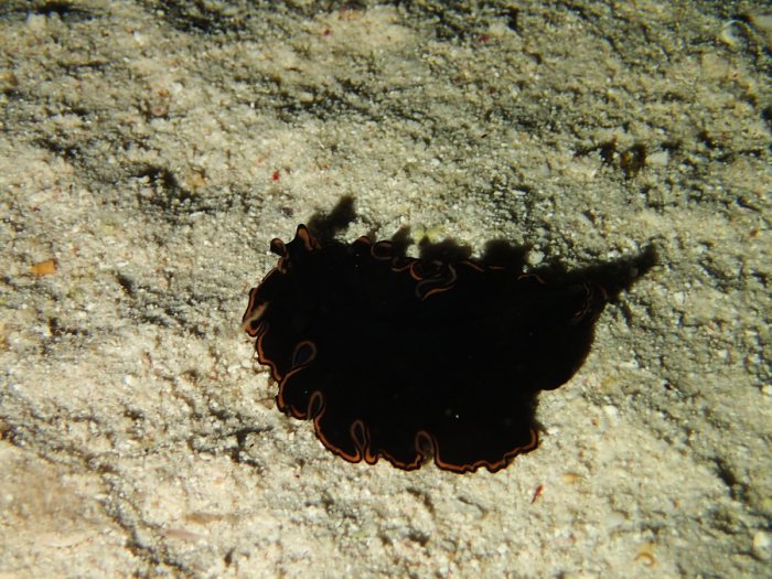 Pseudobiceros gloriosus
