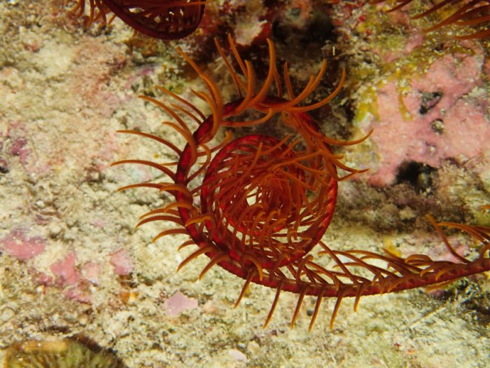 Crinoïde