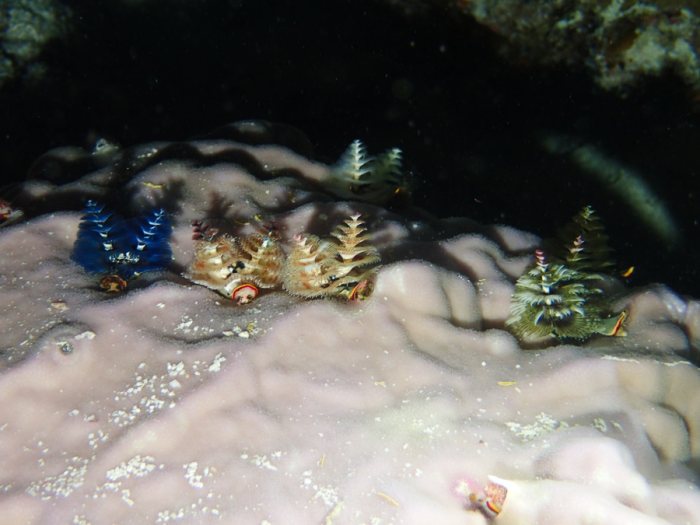 Spirobranchus corniculatus