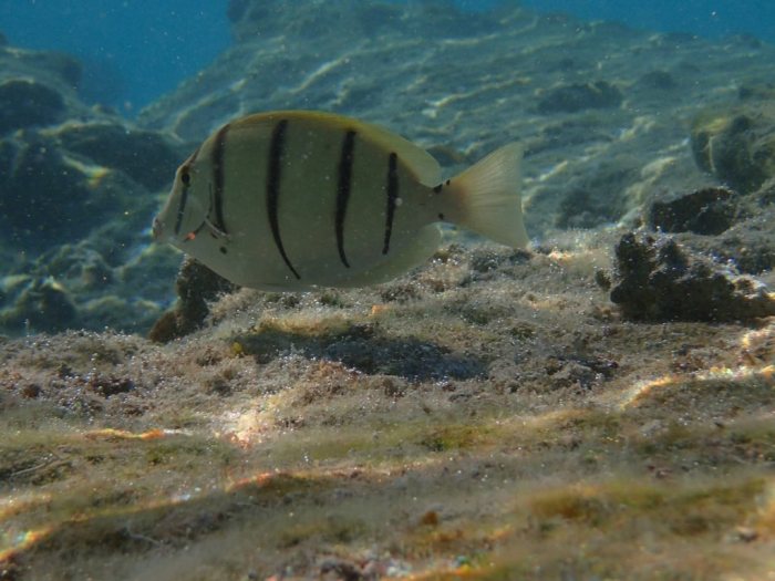 Acanthurus triostegus